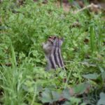 レス7番の画像4