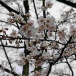 レス2番の画像12