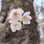 レス2番の画像6