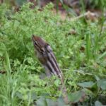 レス7番の画像1