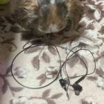 レス2番の画像4