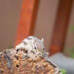 レス25番の画像1