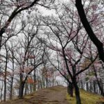 レス2番の画像5