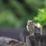 レス14番の画像1