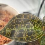 レス23番の画像1