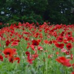 レス30番の画像1